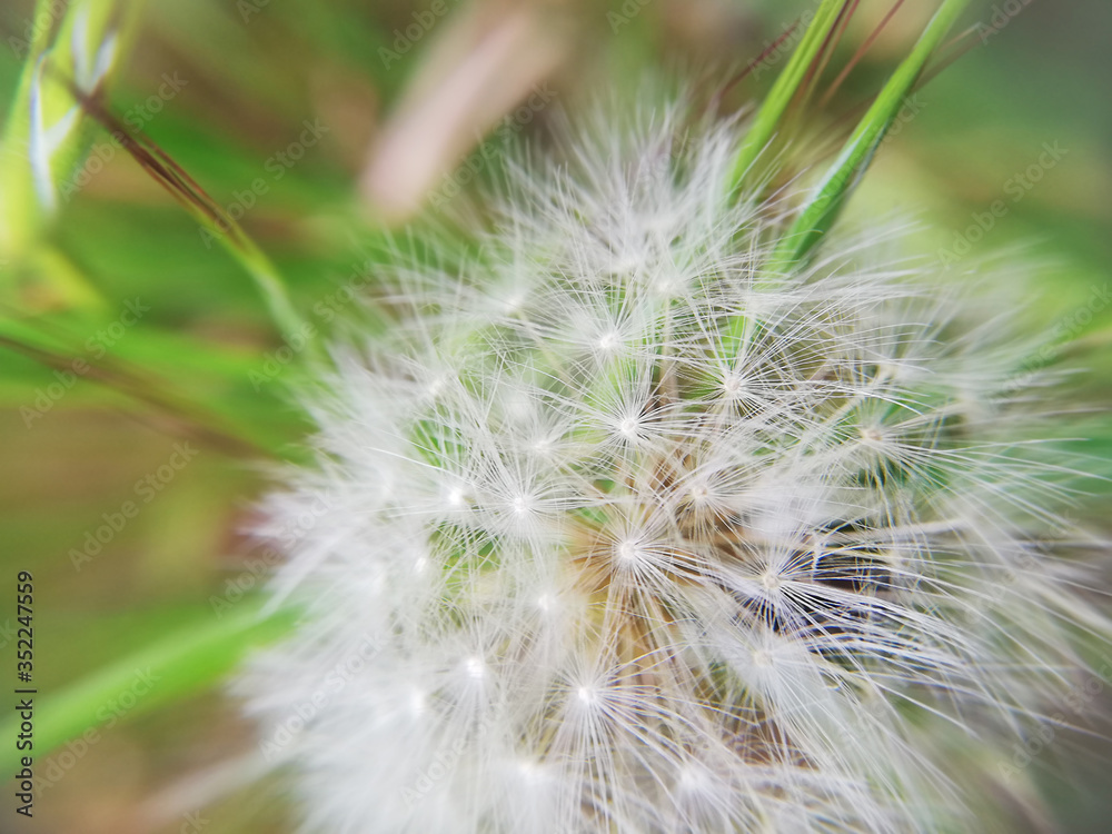 Dandelion seeds blooming in a field in spring, on a abstract background of green and turquoise. Romantic dreamy image. Desktop wallpapers, postcard. Dandelion seeds blooming in a field in spring, on a abstract background of green and turquoise. Romantic dreamy image. Desktop wallpapers, postcard.