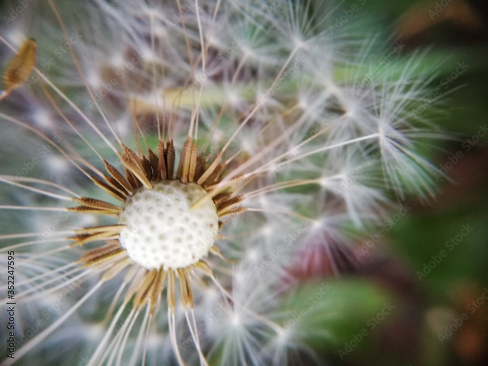 Dandelion seeds blooming in a field in spring, on a abstract background. Romantic dreamy image. Desktop wallpapers, postcard. Dandelion seeds blooming in a field in spring, on a abstract background. Romantic dreamy image. Desktop wallpapers, postcard.