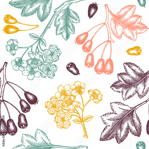 Hand drawn hawthorn with berries and flowers vector backdrop in engraved style. Wild berries seamless pattern. Hand drawing. Vintage garden berry sketch. Hawthorn tree branches background