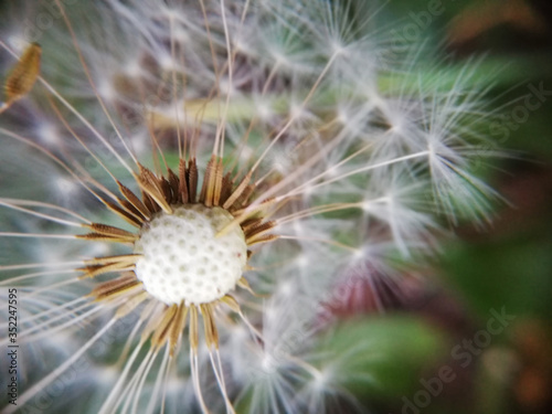 Dandelion seeds blooming in a field in spring  on a abstract background. Romantic dreamy image. Desktop wallpapers  postcard.
