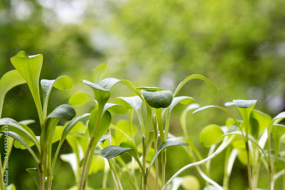 Young sprouts on a blurred green background.