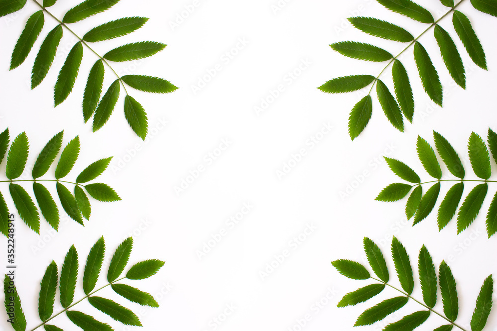 Frame with green rowan leaves isolated on white background top view with copy space. Green foliage. Floral nature flat lay. Ecology, organic background. Stock photo. Frame with green rowan leaves isolated on white background top view with copy space. Green foliage. Floral nature flat lay. Ecology, organic background. Stock photo.