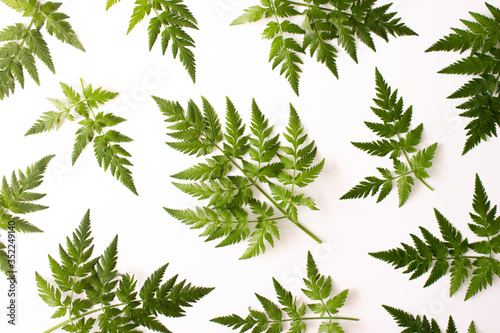 Pattern with fern green leaves isolated on white background top view. Floral nature flat lay. Foliage composition pattern. Ecology, organic background. Stock photo.