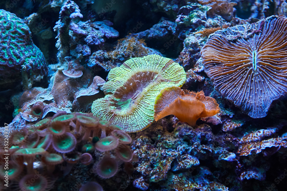 Obraz premium underwater reef seascape. background backdrop.