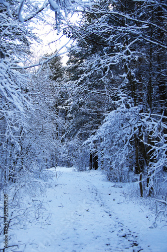 beautiful snowy forest and empty road