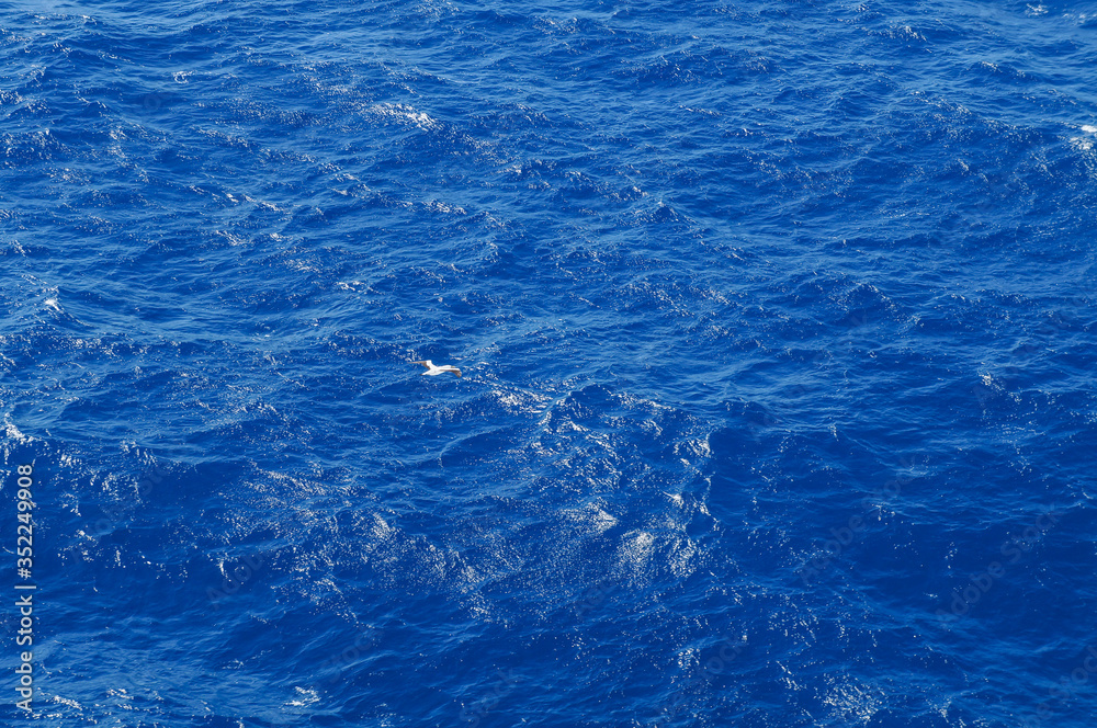 Brown booby (Sula leucogaster), seabird at the ocean Brown booby (Sula leucogaster), seabird at the ocean