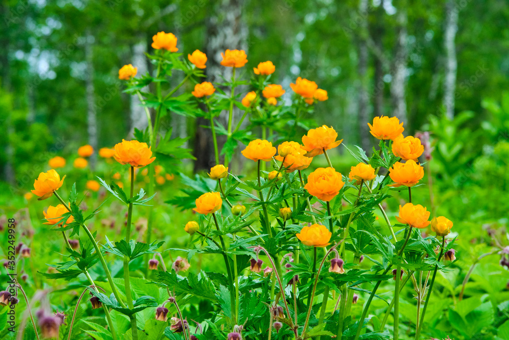 Wild natural Trollius Asiaticus in a summer forest on a background of greenery. Orange flowers in a wild meadow.