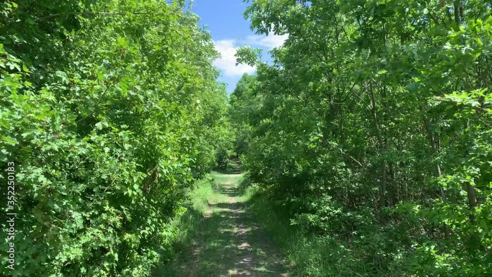 Beautiful green forest path near Budapest Beautiful green forest path near Budapest