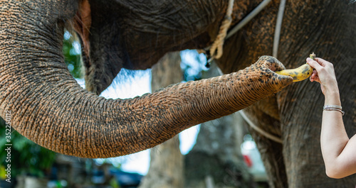 Woman traveler feeds elephant in the zoo in Thailand national park. Big elephant takes tasty fruit with its long trunk. Good-natured animal under the supervision of trainer is safe for tourists.