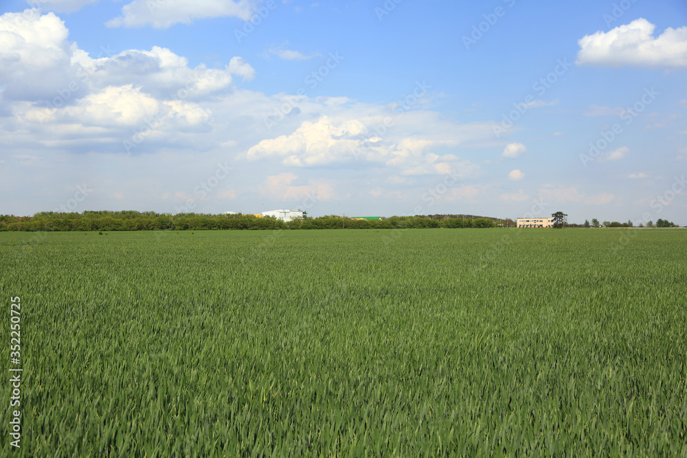 Przedsiębiorstwo rolne, pola przenicy, obszary wiejskie.