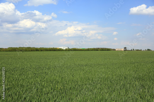Przedsi  biorstwo rolne  pola przenicy  obszary wiejskie.