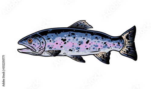 Colorful rainbow trout fish