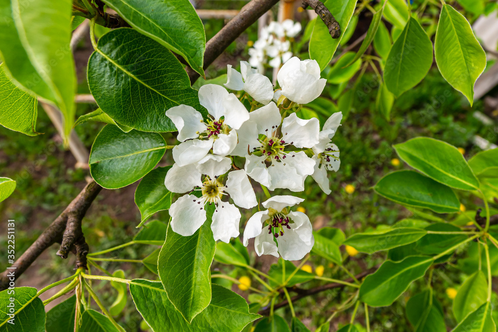 Fresh white flowers of a cherry tree, blossoms on a tree branch. Flowers and background.
