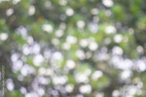 Abstract blurred bokeh background from tree green, white bokeh and on day