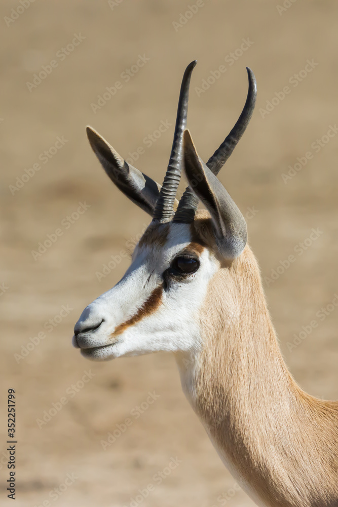 Head profile of a peaceful Springbok (Antidorcas marsupialis) closeup gazing into the Kalahari, South Africa with bokeh Head profile of a peaceful Springbok (Antidorcas marsupialis) closeup gazing into the Kalahari, South Africa with bokeh