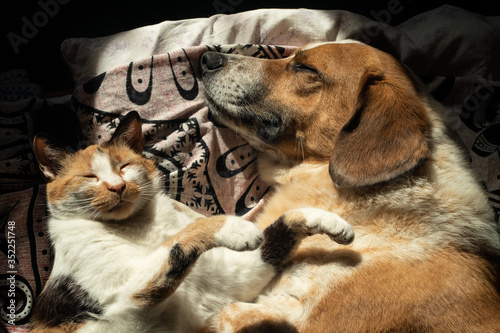 Fototapeta Naklejka Na Ścianę i Meble -  Dog and cat relax in bed