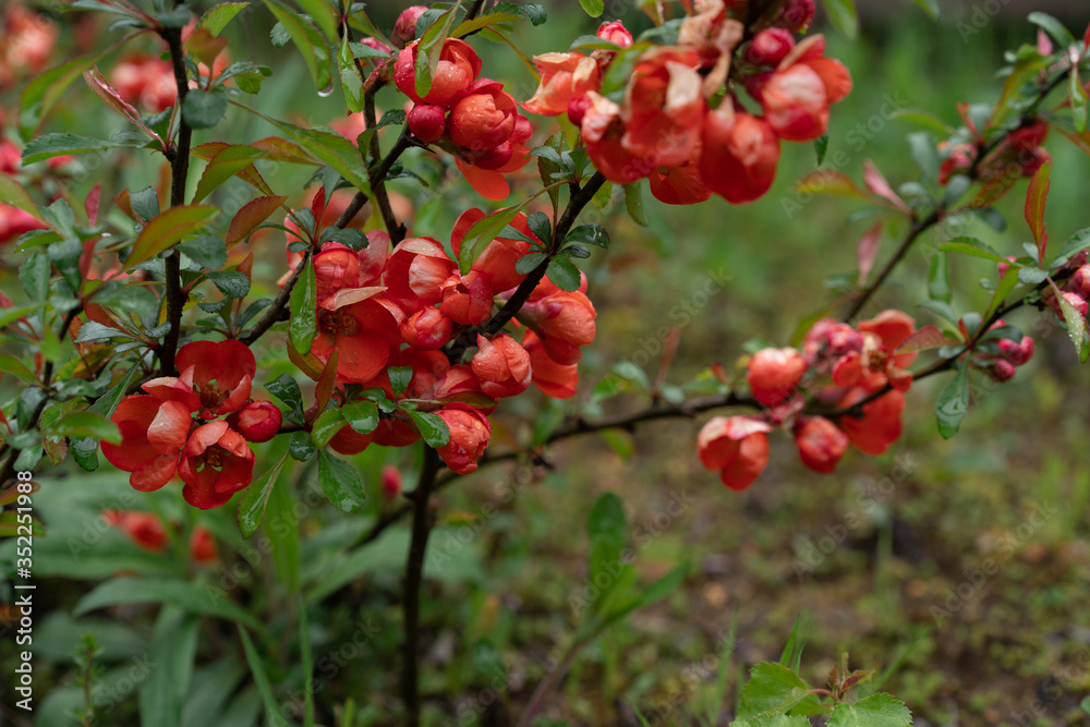 honeysuckle plants. red flowers on a green background honeysuckle plants. red flowers on a green background
