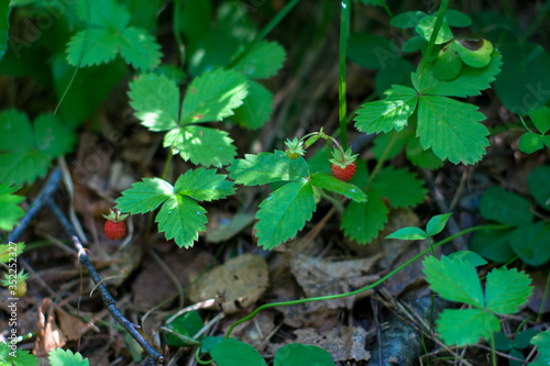 two ripe berries of wild strawberry among leaves