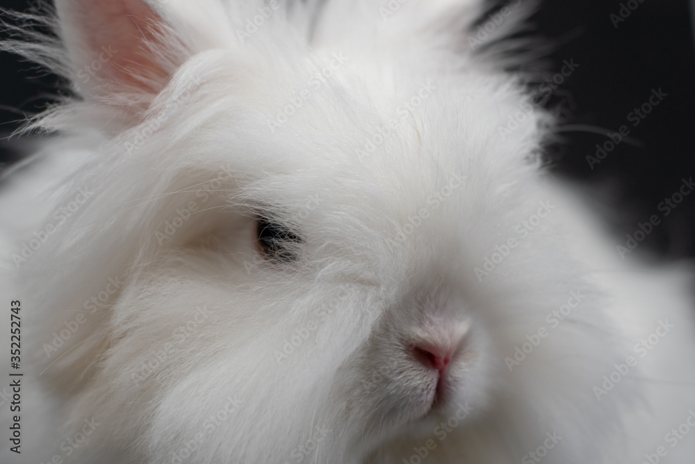white rabbit on black background in close-up white rabbit on black background in close-up