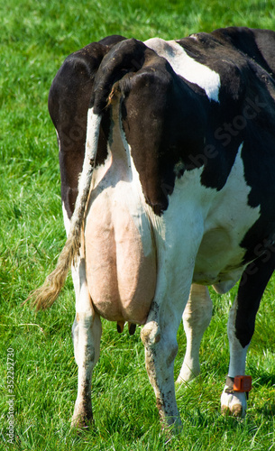  full udder and tail of a black and white milk cow in meadow in Belgium 