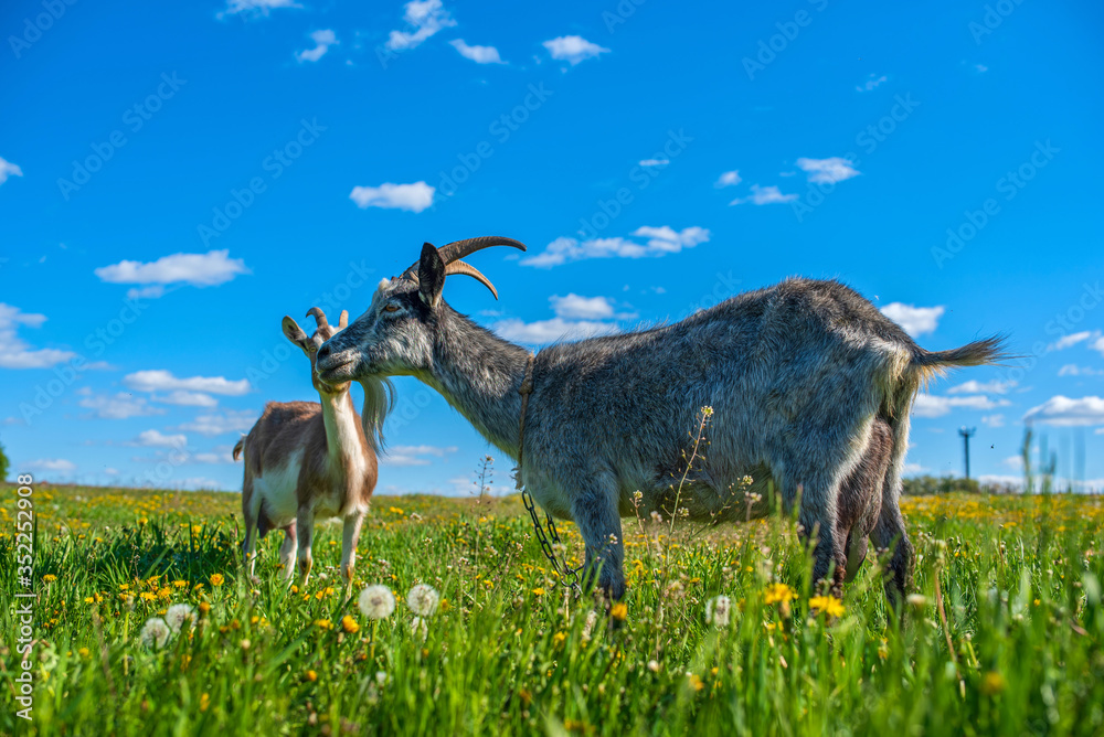 A goat grazes on a field of dandelions. Photographed close-up on a background of the sky.