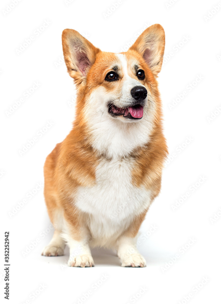 dog stands and looks on a white background, welsh corgi pembroke