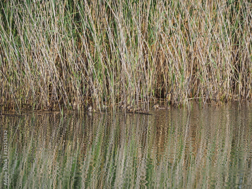 Fototapeta premium familia de patos dando un tranquilo paseo por una balsa de agua, de plumaje color marron, lerida, españa, europa