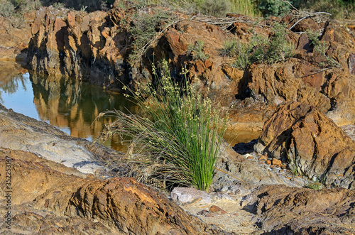 Scirpus Holoschoenus (Round-Headed Club-Rush ) plant, growing between the rocks of the Tinto riverbed photo