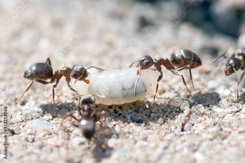 Ants carrying larvae to the anthill © Patrycja