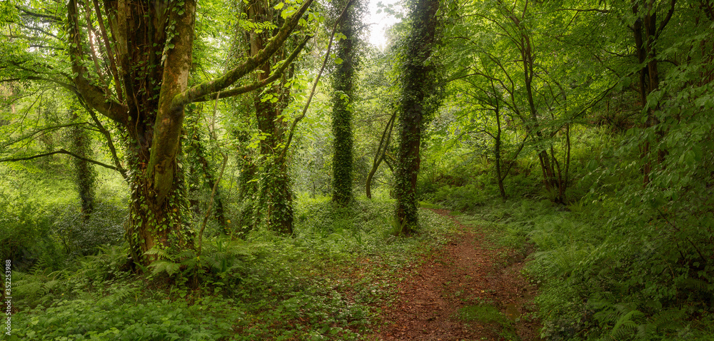 Obraz premium Forest in Spring
