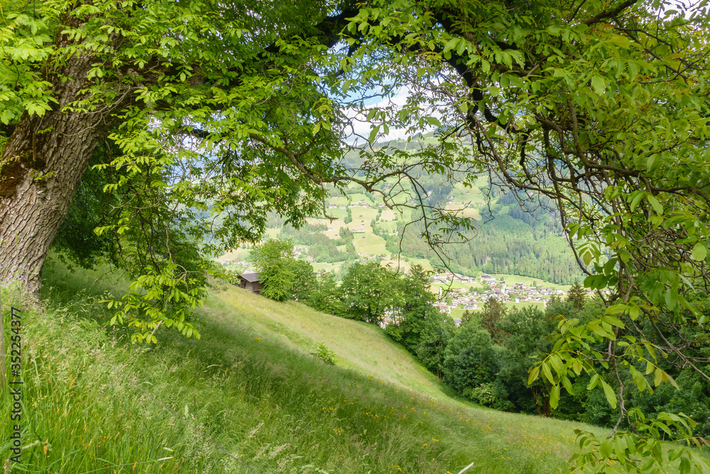 Obraz premium Blick untereinem Baum aufs Zillertal in Tirol