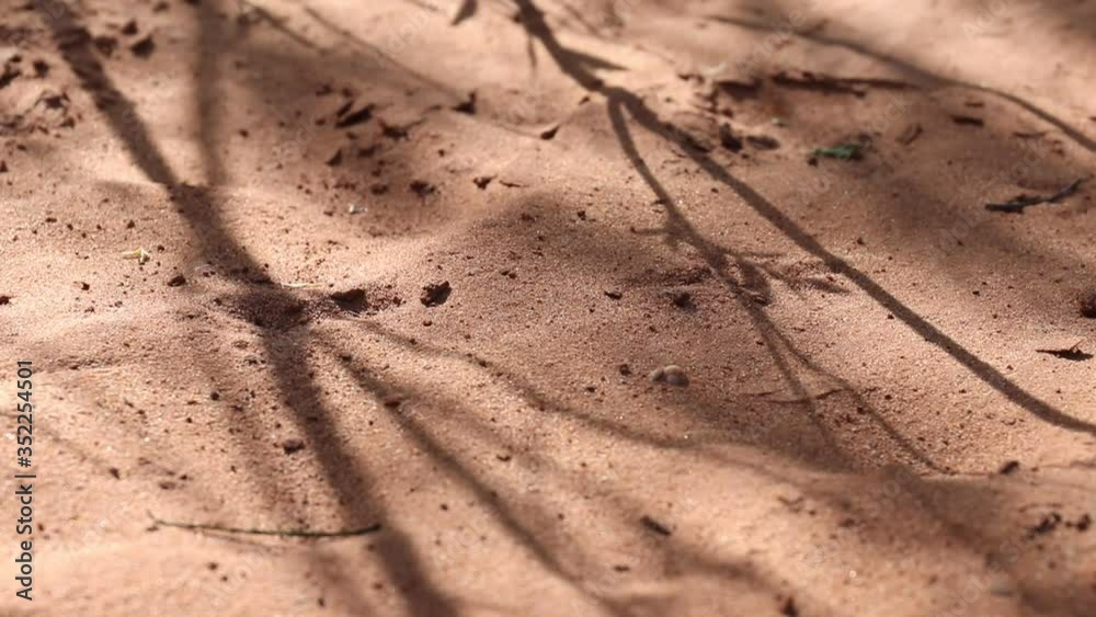 Sandboden mit Schatten von Ästen