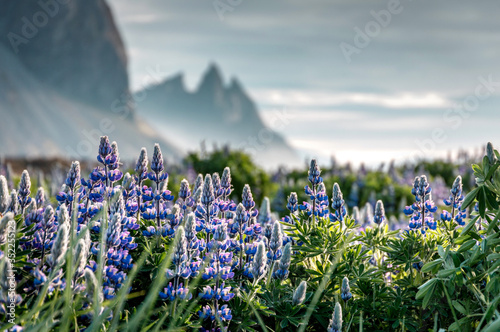 Icelandic magical nature. Vivid morning over colorful meadow ith flowers and Majestic Vestrahorn Mountain on Stokksnes cape. picturesque clouds during sunset. Scenery of nature with sunlight. Iceland