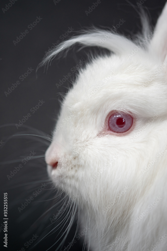white rabbit on black background in close-up white rabbit on black background in close-up