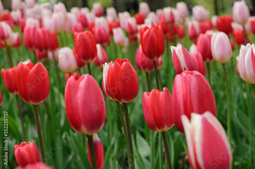 A lot of red and pink tulips in the meadow. A lawn in a city park. Flowers with closed buds and green grass. Banner  postcard. Close up view. Nobody.