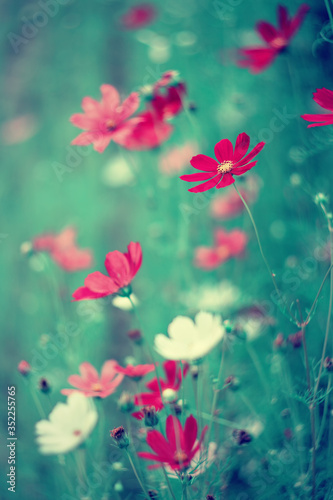 Czerwone i białe kwiaty mexican aster, letni ogród