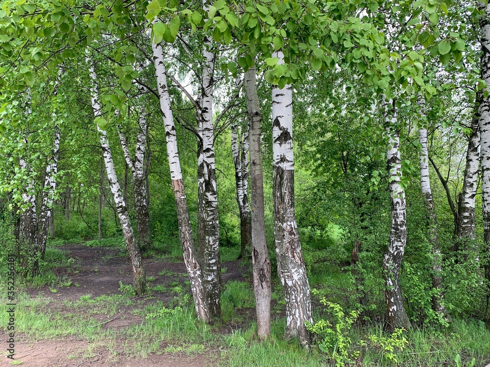 Obraz premium trees in the forest