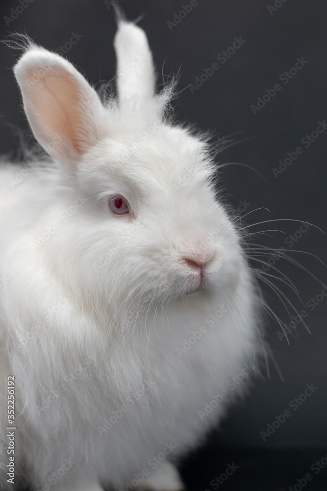 white rabbit on black background white rabbit on black background