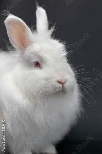 white rabbit on black background 