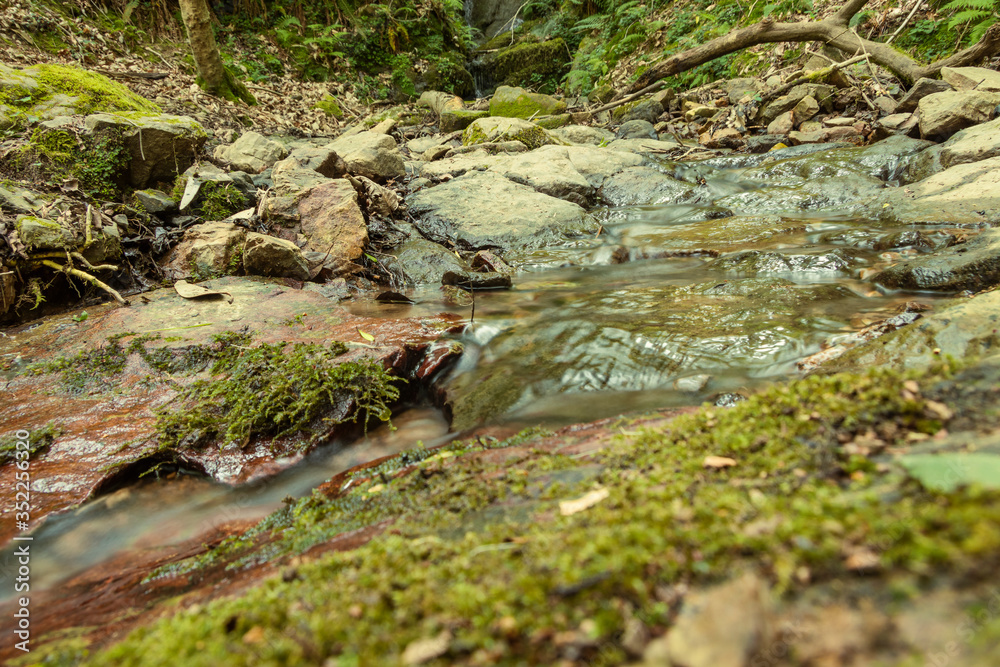 The stream runs down the forest surrounded by moss, ferns and green forest. The stream runs down the forest surrounded by moss, ferns and green forest.