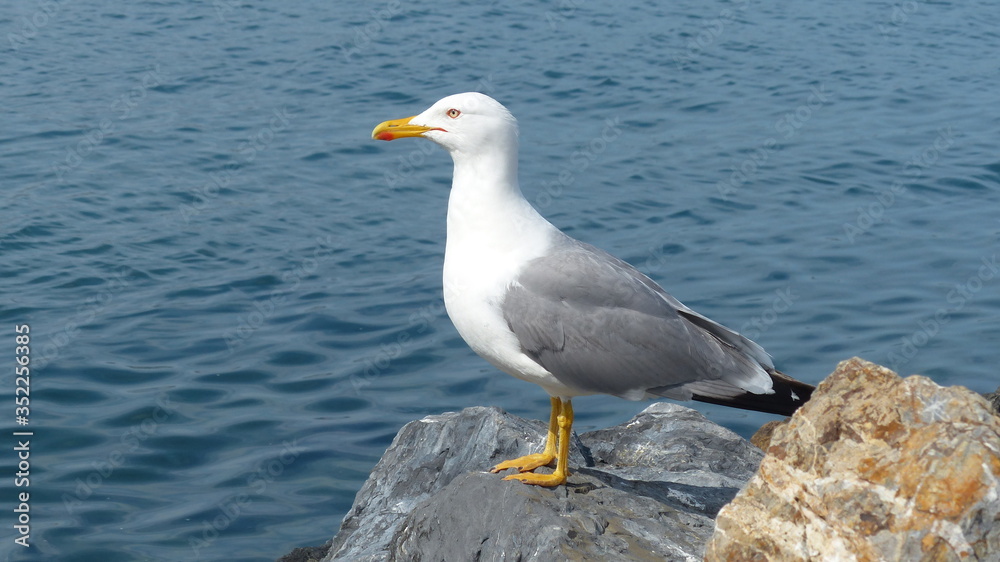 Seemöwe Seemöwe