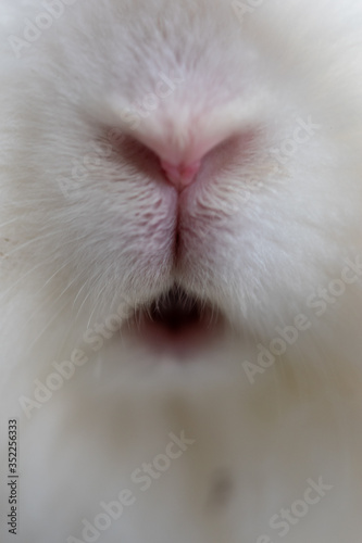 white rabbit nose in close-up