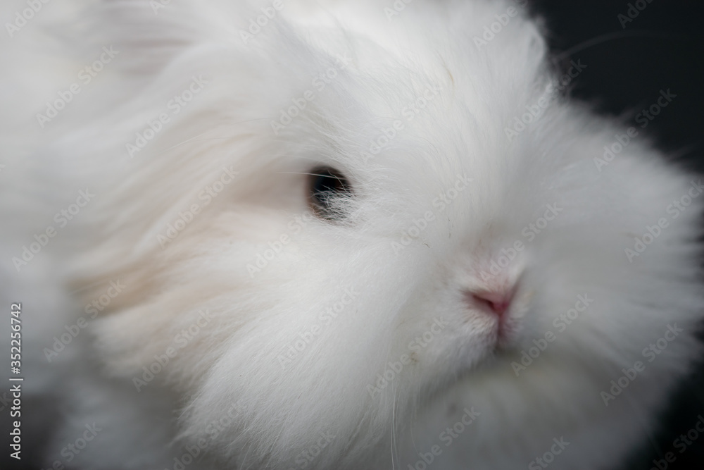 white rabbit on black background in close-up white rabbit on black background in close-up