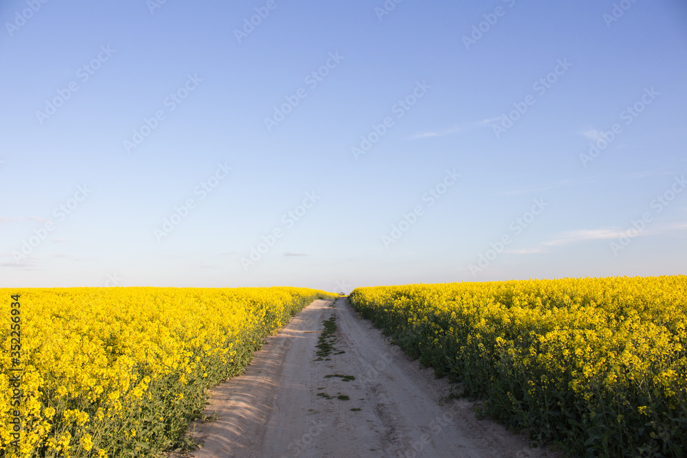 Road through a blooming rapeseed field against the blue sky Road through a blooming rapeseed field against the blue sky