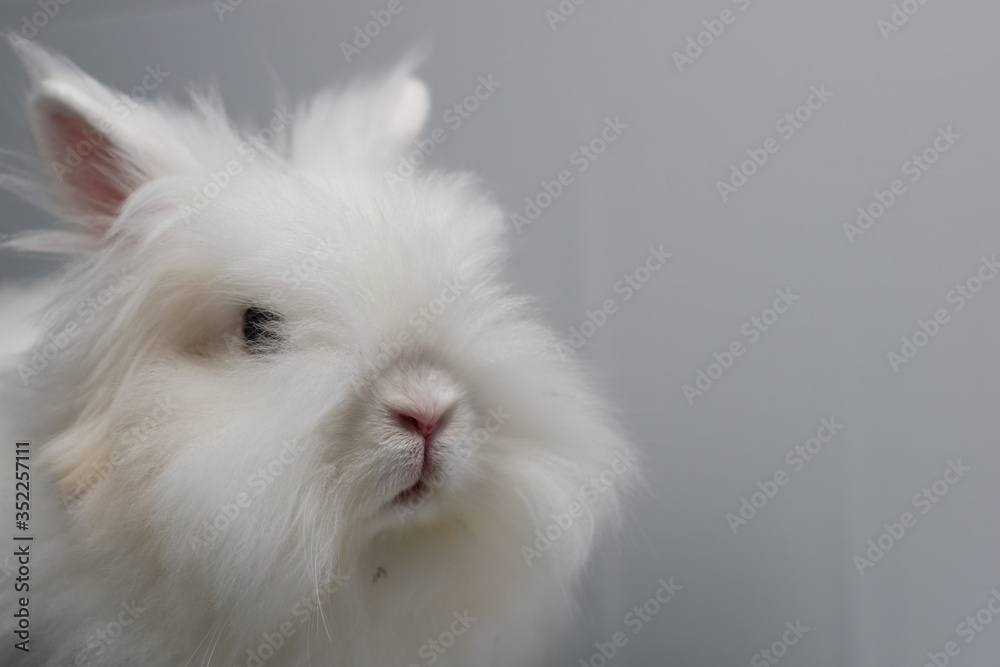 white rabbit on a white background