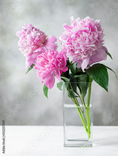 Three beautiful pink peonies in a square glass vase on a gray background. greeting card concept. copy space. vertical image