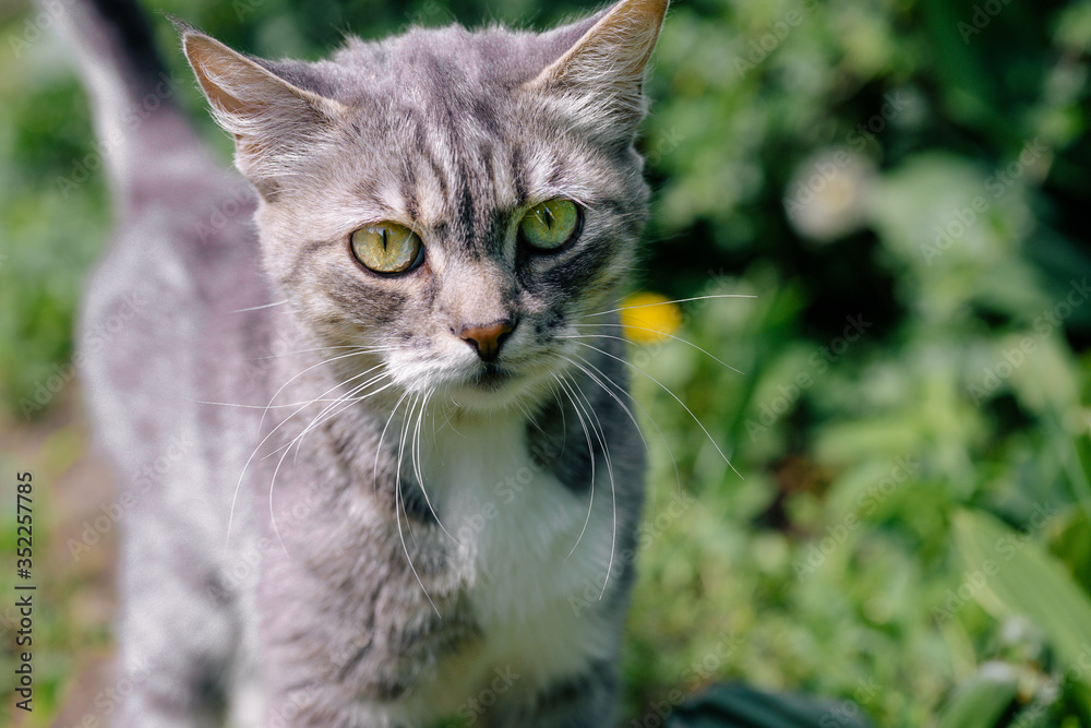 Portrait of domestic cat walking in green garden. Close up of pussycat enjoying nature.