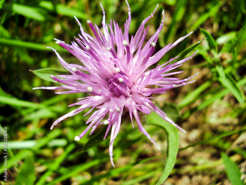 Close up looking down on a Creeping Thistle, also known as a Field Thistle (Cirsium arvense) Close up looking down on a Creeping Thistle, also known as a Field Thistle (Cirsium arvense)