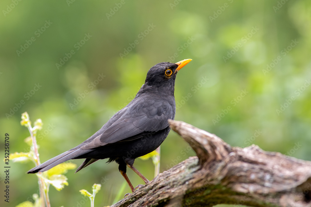 This blackbird is standing in the grass This blackbird is standing in the grass