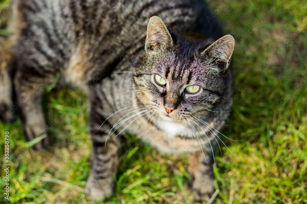 Kot szary dachowiec leżący na trawie 